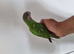 Baby Senegal