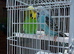 Budgies for sale