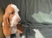 Beautiful KC reg Bassett Hound Puppies