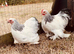 Columbian Pekin girl