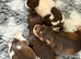 Chocolate Wheaten Parti Mini Schnauzers