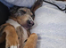 Dachshund puppies for sale