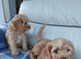 Cavapoo puppies for sale