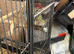 Pair of Parrotlets, Cage & Accessories For Sale