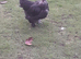 1 necked neck bantam chicken