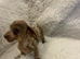 Very small miniature dachshund