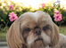 Shih Tzu puppy's