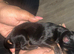 Beautiful Full Doberman Puppies – Ready from 8 Weeks