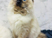 Pure pedigree registered Ragdoll kittens