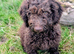 Spanish water dog KC register