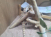 Young Bearded dragon