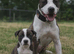 American Bulldog old tipe