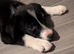 Male border collie