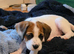 Boxer/Spaniel cross = Cuteness overload