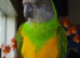 Tame male orange belly senegal parrot.