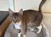Cats needing forever homes ASAP