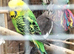 2025 Budgies For Sale