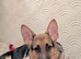 German Shepherd x Belgian Malinois boy 9 months old