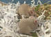 Syrian hamster baby males and females