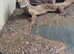 Yellow ackie monitor