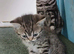 Bsh X Scotish straight kittens. Microchipped.