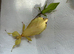 Adult pair of yellow Leaf insects (Phyllium letiranti "Tataba") - Rare colour