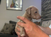 3/4 Italian greyhound x 1/4 whippet