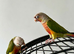 Bonded Pair of Pineapple Conures
