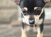 Beautiful Chihuahua