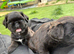 Teddybear pugs ready 18th October