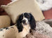 Lovely small spaniel