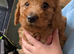 Beautiful f2 labradoodles 1 boy 1 girl left
