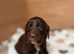 Sproodle puppies