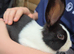2 x Gorgeous Bunnies and Brand new Hutch