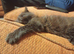 1 female brown maincoon kitten looking for her forever home