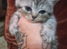 Kittens 2 girl chinchilla Persian