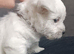 Gorgeous RKC reg West highland white terrier puppies
