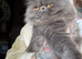Persian girls for sale 2.5 years old.