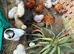 Bantam Chicken Fertile Hatching eggs