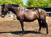 15hh 4yr old future eventing mare