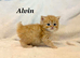 Six absolutely stunning Persian Kittens