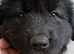 Puppies
