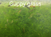 Aquarium plants
