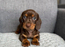 Miniature Dachshund