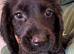 Beautiful 8 week old cocker spaniel puppies