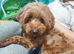 Cavapoo female