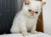 2 Beautiful exotic kittens