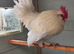 White Barbu D'uccle Cockerel