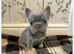 French Bulldog Puppies – Blue & Tan (8 weeks old)