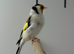 Siberian goldfinch